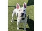 Adopt KOKO a White - with Gray or Silver American Pit Bull Terrier / Mixed dog