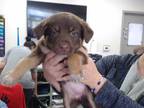 Adopt MAXINE a Brown/Chocolate - with Tan German Shepherd Dog / Mixed dog in