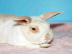 Adopt PONYO a Cream Other/Unknown / Mixed rabbit in Alameda, CA (35261278)