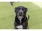 Adopt SHILOH a Black - with White American Staffordshire Terrier / Mixed dog in