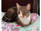 Adopt KAL a Brown Tabby Domestic Shorthair / Mixed (short coat) cat in Raleigh