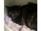 Adopt Pepper a Domestic Shorthair / Mixed (short coat) cat in SHELBY TOWNSHIP