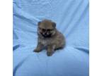 Pomeranian Puppy for sale in La Habra, CA, USA