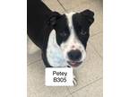 Adopt Petey B305 a Boxer / Labrador Retriever / Mixed dog in Morganton