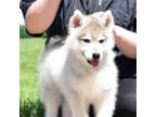Siberian Husky Puppy for sale in Randall, MN, USA