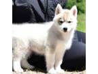 Siberian Husky Puppy for sale in Randall, MN, USA