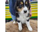 Australian Shepherd Puppy for sale in Winthrop, MN, USA