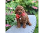 Poodle (Toy) Puppy for sale in Interlaken, NY, USA