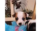 Parson Russell Terrier Puppy for sale in Cuba, MO, USA