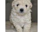 Poodle (Toy) Puppy for sale in Nashville, TN, USA