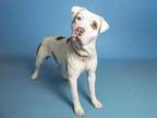 Adopt KANE a White - with Tan, Yellow or Fawn American Pit Bull Terrier / Mixed
