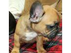 French Bulldog Puppy for sale in De Witt, AR, USA