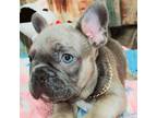 French Bulldog Puppy for sale in De Witt, AR, USA