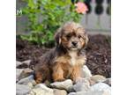 Shorkie Tzu Puppy for sale in Berlin, OH, USA
