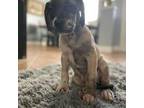Great Dane Puppy for sale in North Port, FL, USA