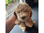 Mutt Puppy for sale in Decatur, TX, USA