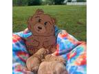 Poodle (Toy) Puppy for sale in Adrian, MO, USA