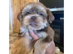 Shih Tzu Puppy for sale in Adrian, MO, USA