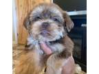 Silver Collar Shorkie puppy