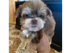 Shorkie Tzu Puppy for sale in Adrian, MO, USA