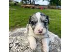 Schnauzer (Miniature) Puppy for sale in Everton, AR, USA