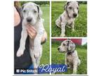 Great Dane Puppy for sale in West Salem, OH, USA