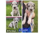 Great Dane Puppy for sale in West Salem, OH, USA