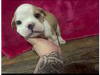Mutt Puppy for sale in Austell, GA, USA