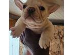 French Bulldog Puppy for sale in Levittown, PA, USA