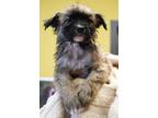 Adopt Tom Buchanan a Tan/Yellow/Fawn Mutt dog in New York, NY (41467021)