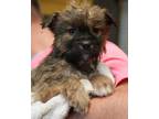 Adopt Gatsby a Brindle Mutt dog in New York, NY (41464914)