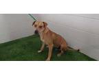 Adopt GABRIEL a Brown/Chocolate Black Mouth Cur / Mixed dog in Winter Haven