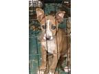 Adopt Purdy a American Pit Bull Terrier / Mixed Breed (Medium) / Mixed dog in