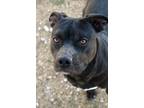 Adopt Natoya a Mixed Breed (Medium) / Mixed dog in Brownwood, TX (41467634)