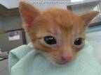 Adopt OSCAR a Orange or Red Tabby Domestic Shorthair / Mixed (short coat) cat in
