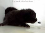 Adopt CARLOS a All Black Domestic Shorthair / Mixed (short coat) cat in Dallas