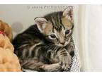 Adopt JOSIE a Brown Tabby Domestic Shorthair / Mixed (short coat) cat in Dallas