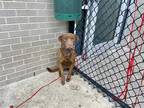 Adopt GUS a Brown/Chocolate American Pit Bull Terrier / Mixed dog in Dallas