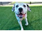 Adopt BINGO a White American Pit Bull Terrier / Mixed dog in Dallas