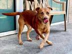 Adopt JAQ a Tan/Yellow/Fawn Labrador Retriever / Mixed dog in Dallas