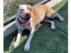 Adopt BELLA a White - with Brown or Chocolate American Pit Bull Terrier / Mixed