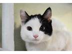 Adopt SMUDGY a White (Mostly) Domestic Shorthair / Mixed (short coat) cat in Ft