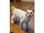 Adopt Venus a Domestic Mediumhair / Mixed (short coat) cat in Fayetteville
