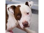 Adopt BLU a Brown/Chocolate - with White American Pit Bull Terrier / Mixed dog