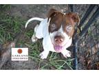Adopt HERCULES a Brown/Chocolate - with White American Pit Bull Terrier / Mixed