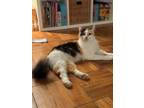 Adopt Penny a Domestic Longhair / Mixed (short coat) cat in Fayetteville
