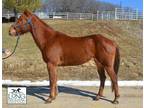 Adopt LUCILLE a Chestnut/Sorrel Quarterhorse / Appaloosa / Mixed horse in Union