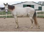 Adopt ROSE a Gray Grade / Mixed horse in Union, MO (31336633)