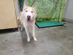 Adopt KALU a Tan/Yellow/Fawn - with White Husky / Mixed dog in Camarillo