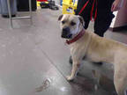 Adopt MORTON a Brown/Chocolate Mastiff / Mixed dog in Phoenix, AZ (28275629)
